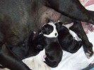 Pups 1 Hour Old